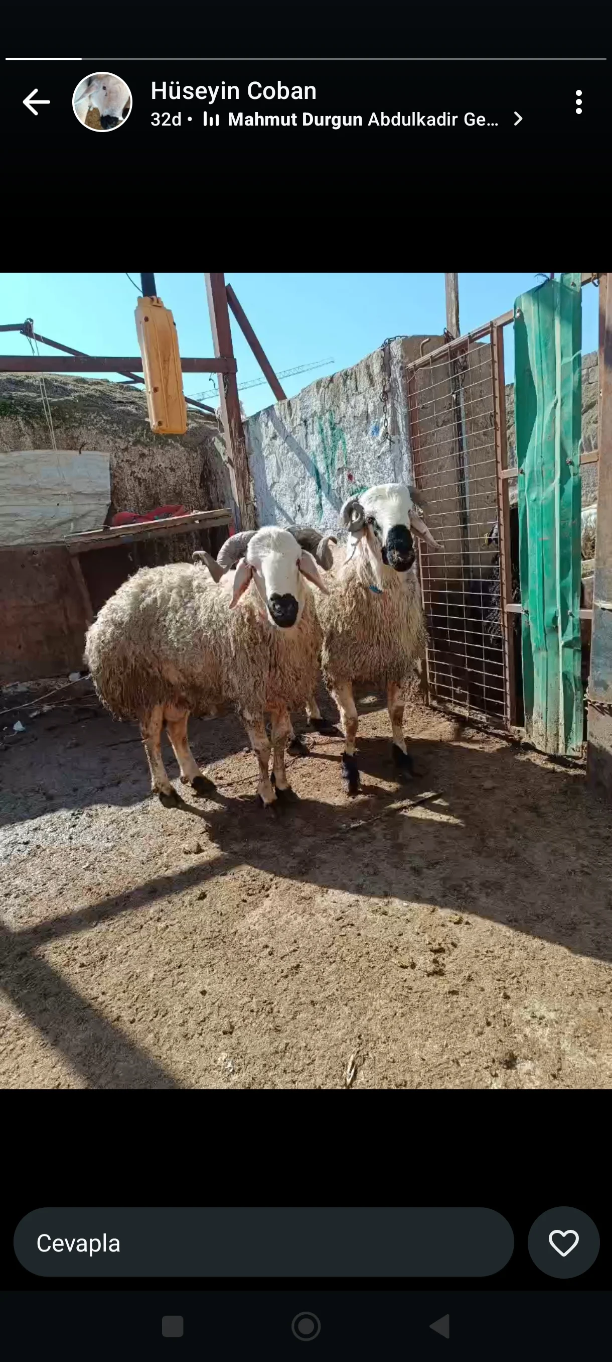 Adaklık Kurbanik 
